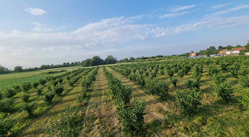 Нудећи подстицаје преварант оштетио пољопривреднике за 14.700 КМ