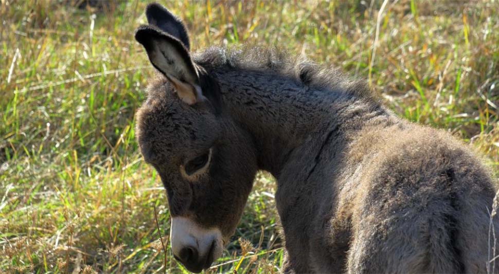 magarac pixabay ilustracija