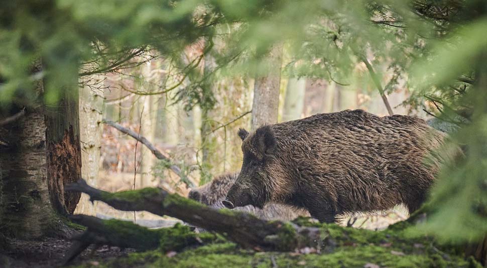 Ловокрадице починиле масакр: Полиција одузела свиње и пушке