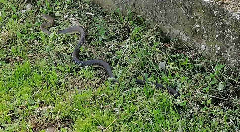 Ogromna zmija kod Željezničke stanice u Banjaluci