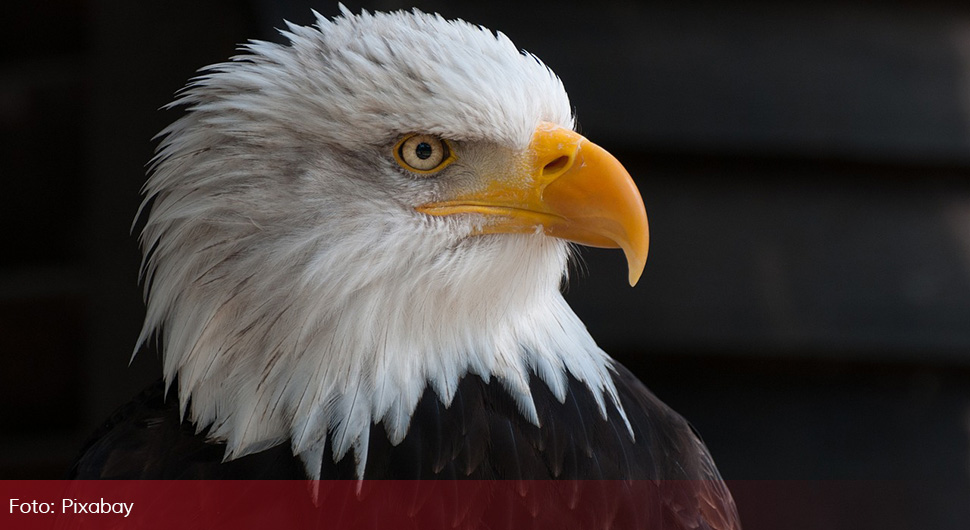 Орао Феликс се враћа кући