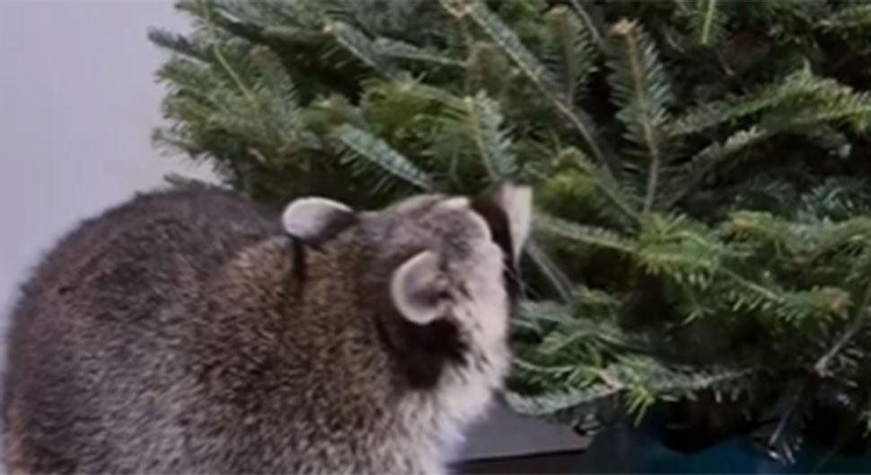 Ракун као слијепи путник стигао у Бјелорусију