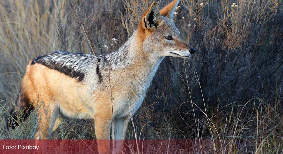 Бањалучанину шакали поклали овце и кокошке - ВИДЕО