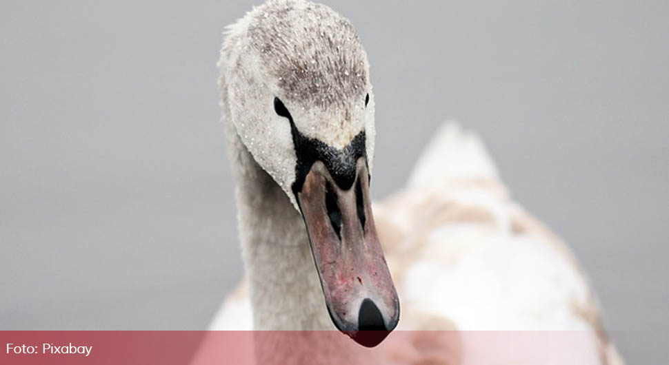Uginuli labudovi, građani upozoreni