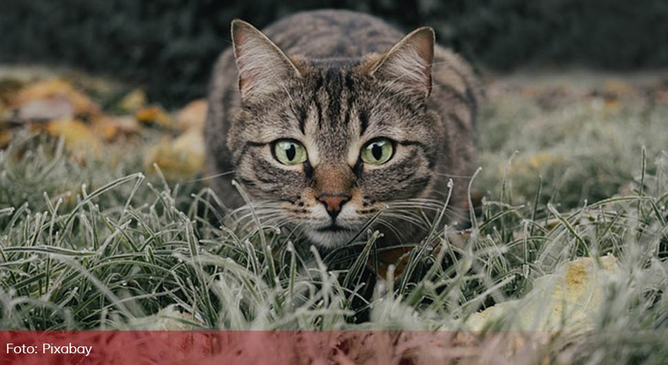 Pet stvari koje mačke najviše vole