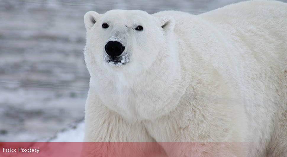 Polarni medvjed ubio ženu i dijete