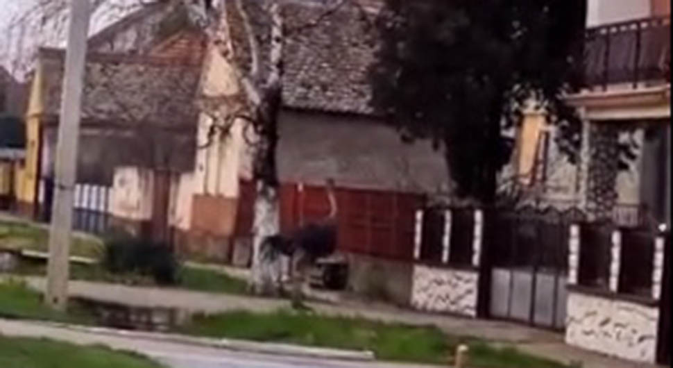Nakon crnog pantera, u Srbiji se pojavio noj (VIDEO)