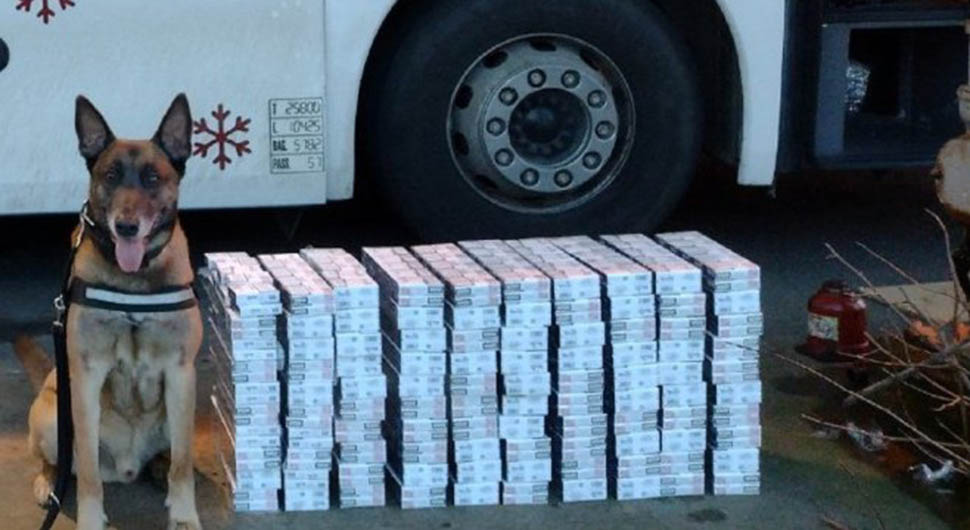 Pas nanjušio 50.000 cigareta u autobusu