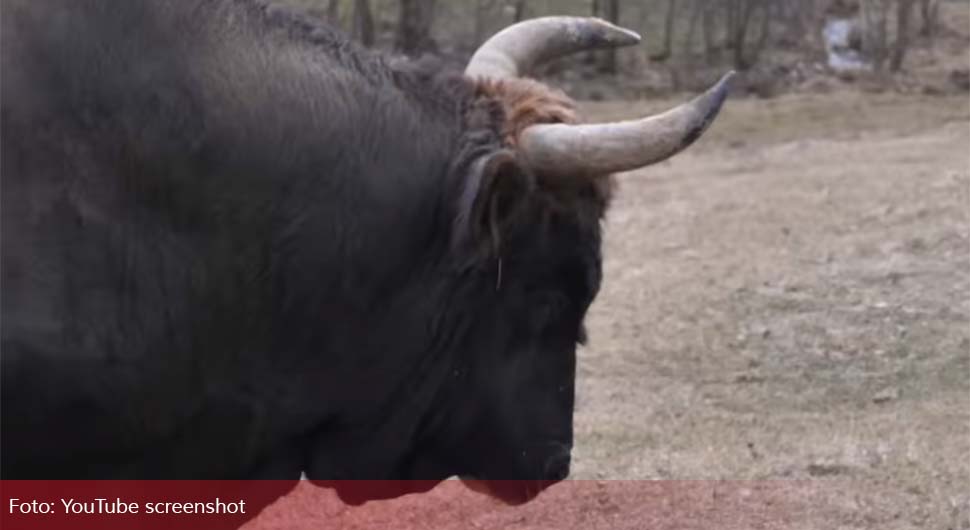 Bujica odnijela bika teškog 800 kg