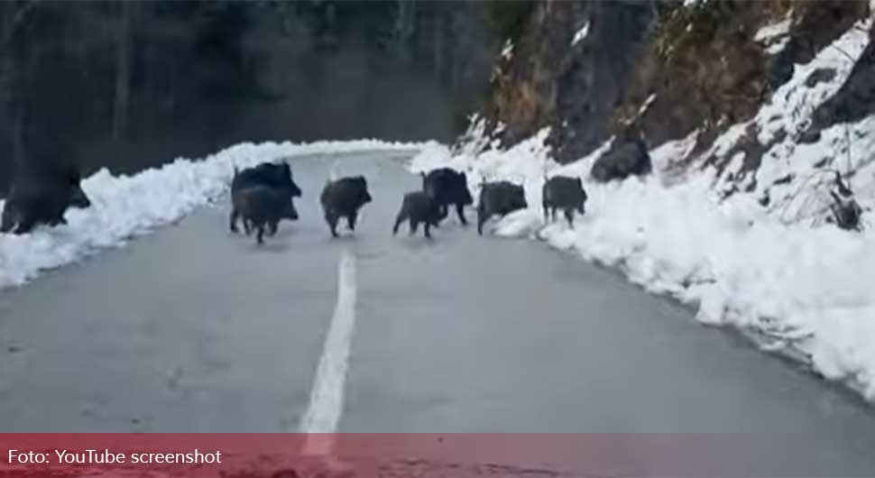 Krdo divljih svinja snimljeno na putu (VIDEO)