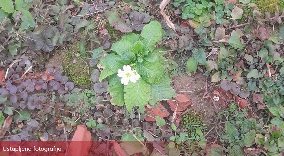 Procvjetala jagorčevina u Banjaluci