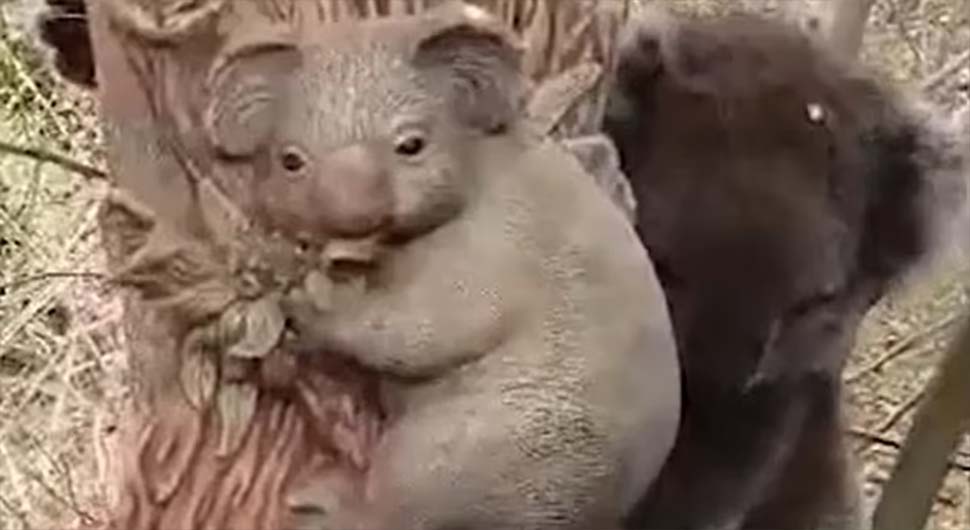 Koala se sprijateljila sa ukrasom na drvetu