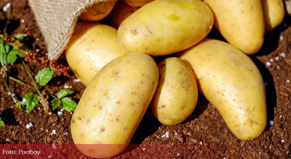 Domaćeg krompira biće najkasnije do Nove godine