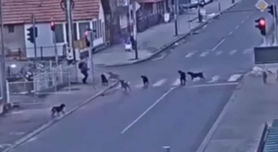 Čopor pasa napao dijete - VIDEO