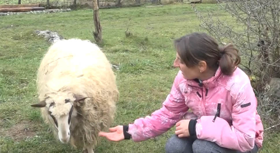 Neobična ovčica Luna na Tjentištu postala pravi hit