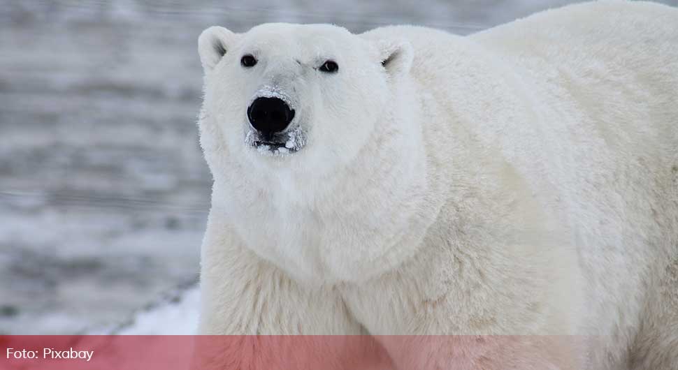 Polarni medvjed usmrtio ženu i dječaka