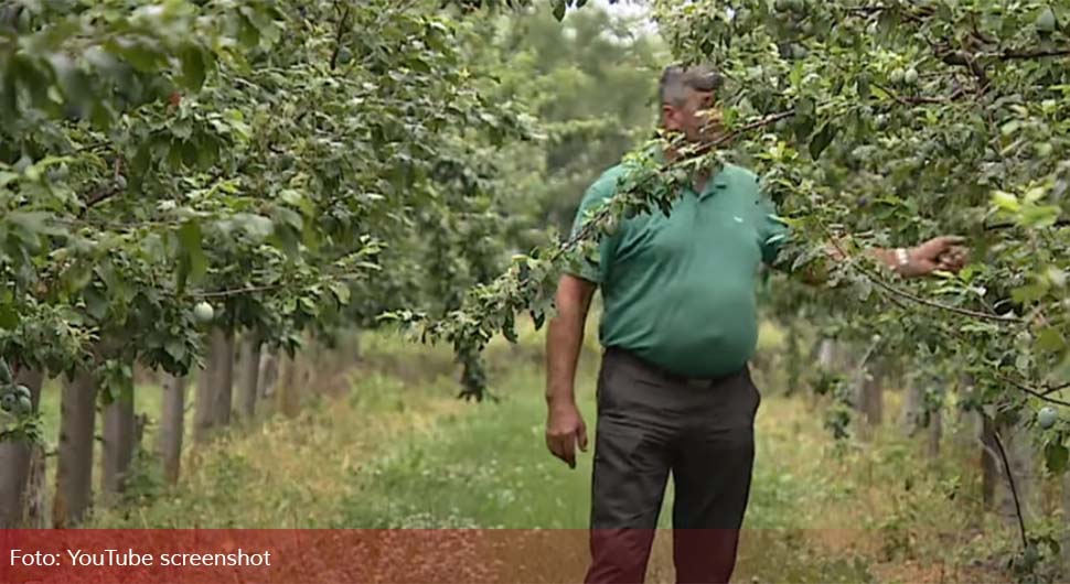 Na domaćim plantažama počela berba, voćari očajni