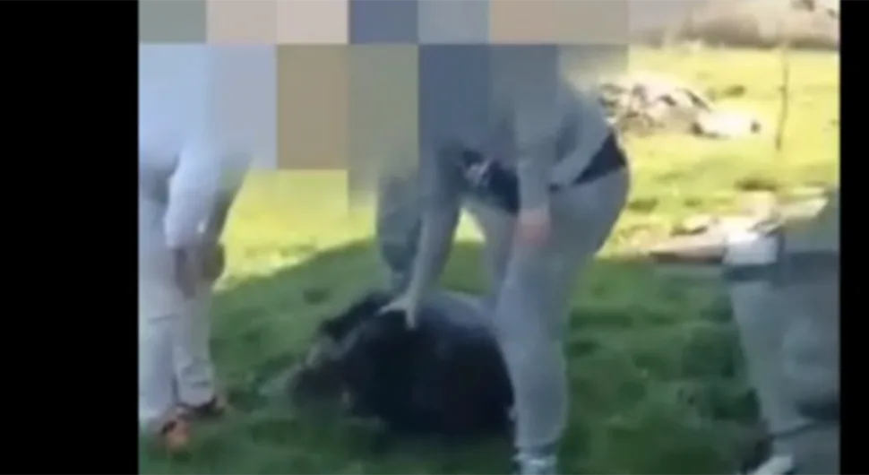 Oglasili se iz Udruženja "Panter": Ne stojimo iza napada na čovjeka koji je ubio psa