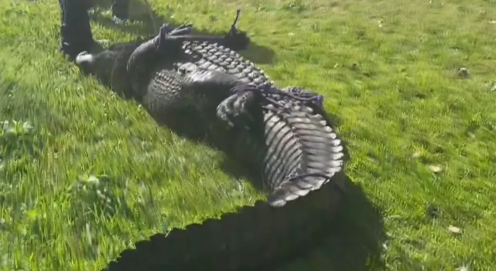 Aligator ubio ženu dok je šetala psa