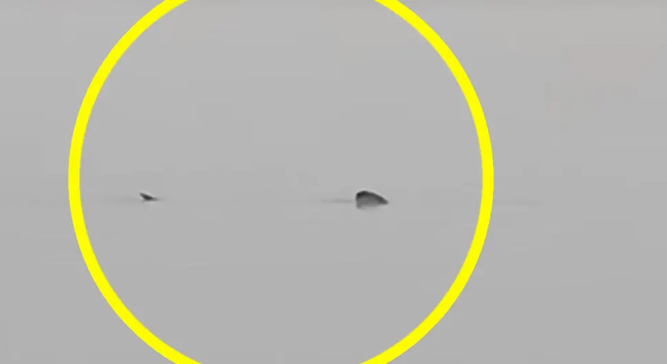 U hrvatskom Jadranu snimljena džinovska ajkula