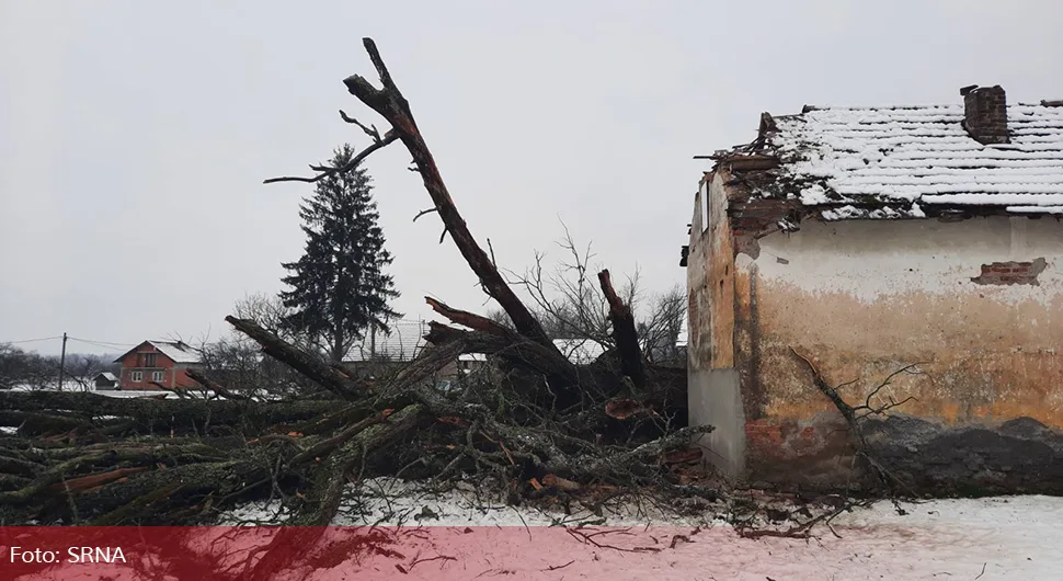 Srušio se "Babin hrast”, bio pod zaštitom države