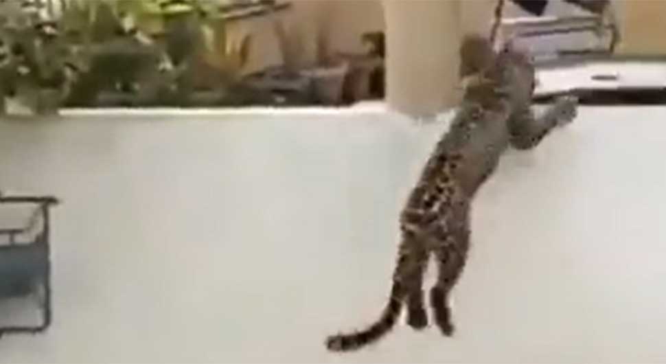 Dramatični snimci: Leopard jurio ljude, nastala opšta panika