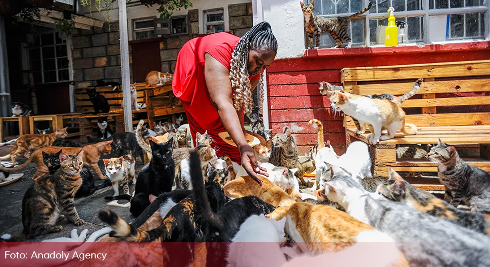 Žena živi u kući sa više od 500 mačaka
