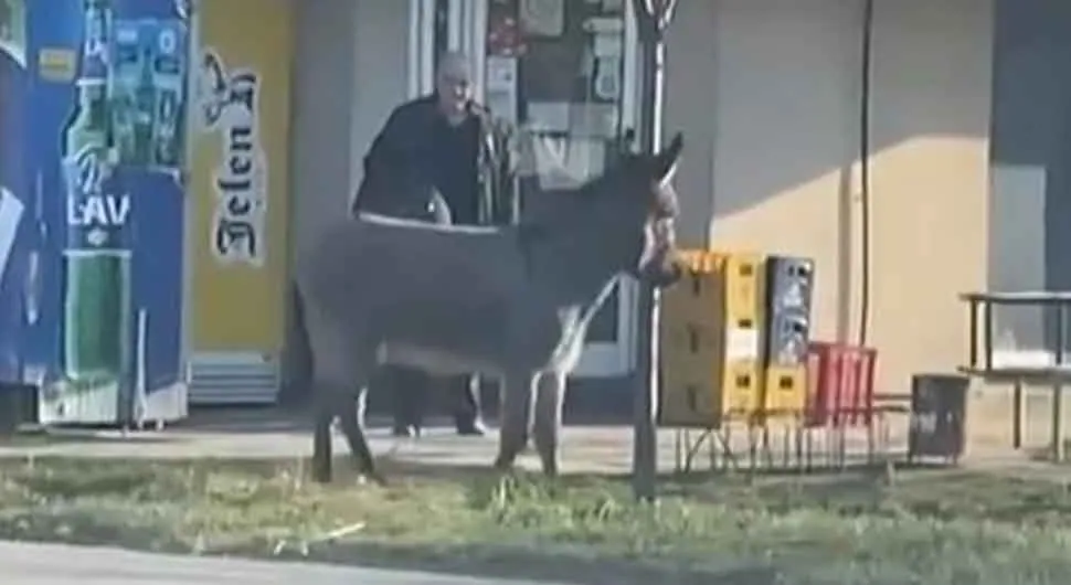 Magarac "došao u kupovinu"