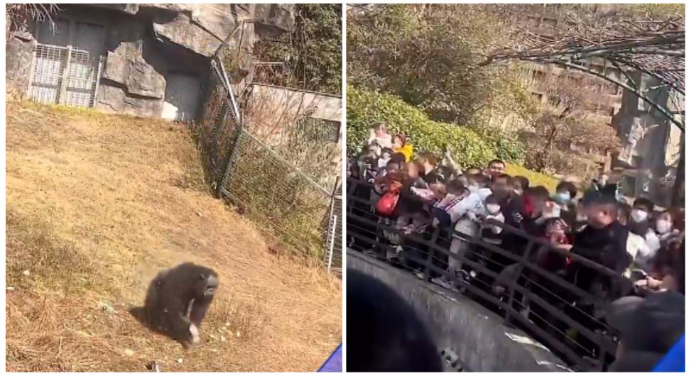 "Majmuni" provocirali šimpanzu: Gađali ga flašama u zoo vrtu