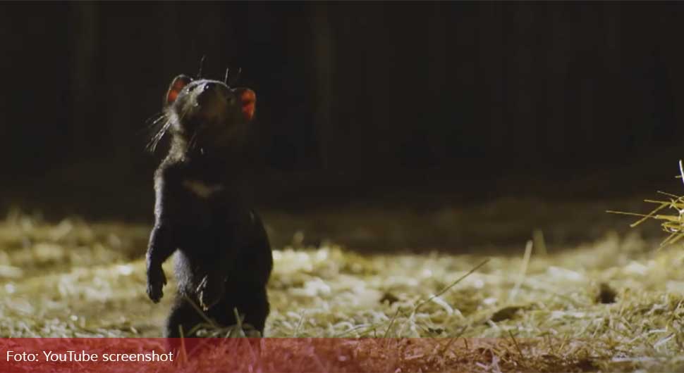 Ovi torbari možda izumiru zbog previše seksa: "Pare se do smrti, neispavani su"