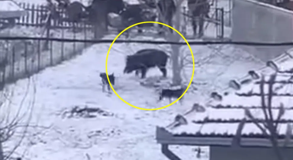 Dramatičan video: Vepar uletio u dvorište i napao čovjeka