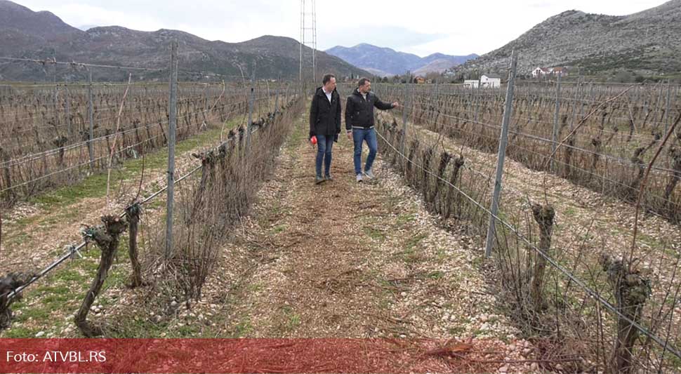 Vinogradari sa juga Srpske priželjkuju mraz