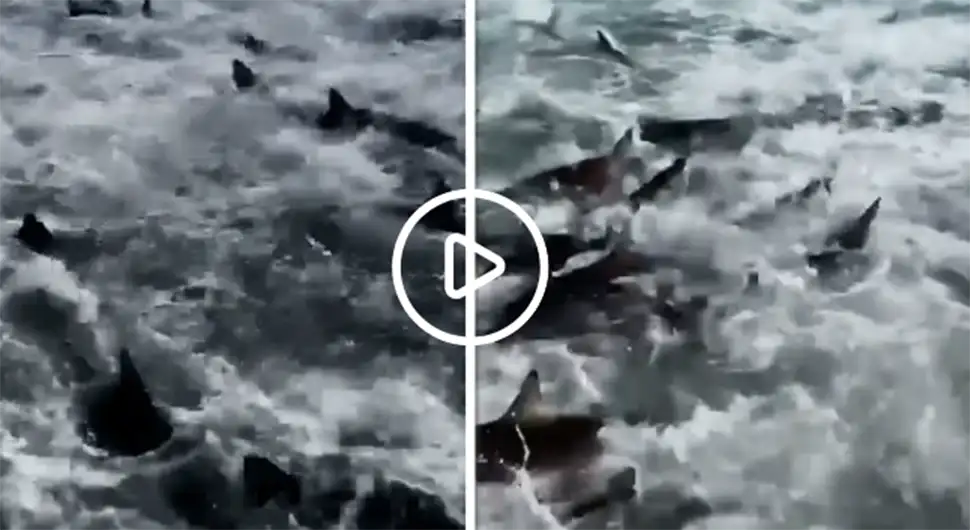 Stotinu ajkula okružilo čamac