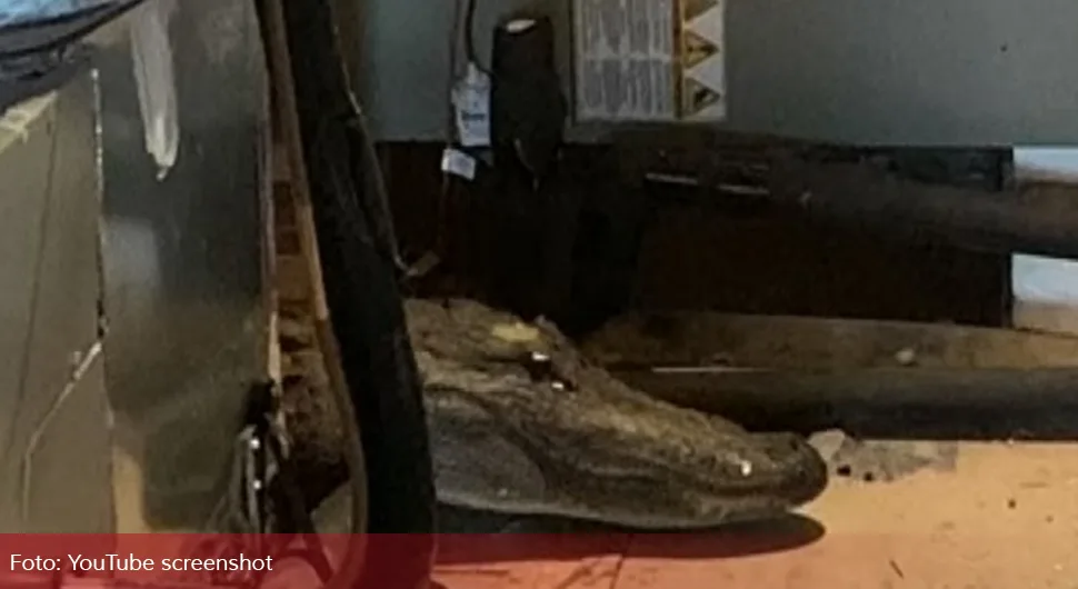 Na tavanu pronašao neočekivanog gosta