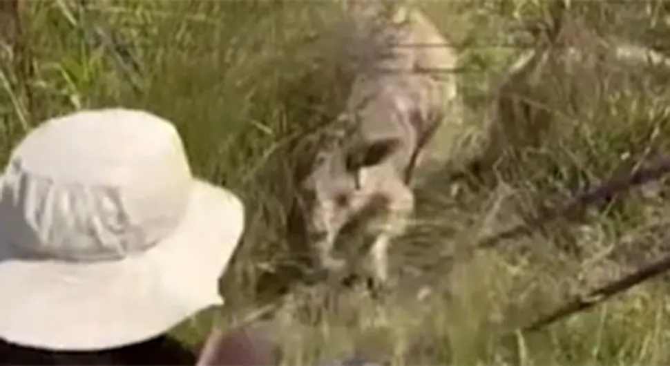 Kengur poludio i pretukao ljude, žena završila na operaciji