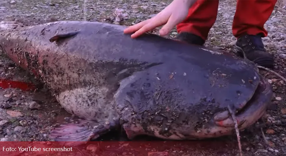 Upecao soma teškog više od 80 kilograma
