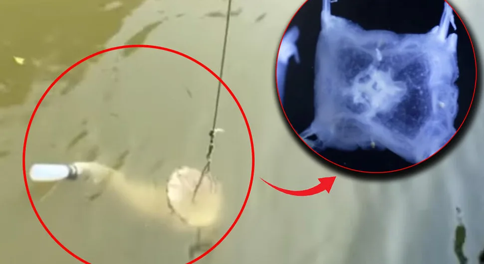 Pronađena meduza sa 24 oka (VIDEO)