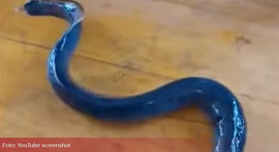 Ribari uhvatili živog fosila kod Splita