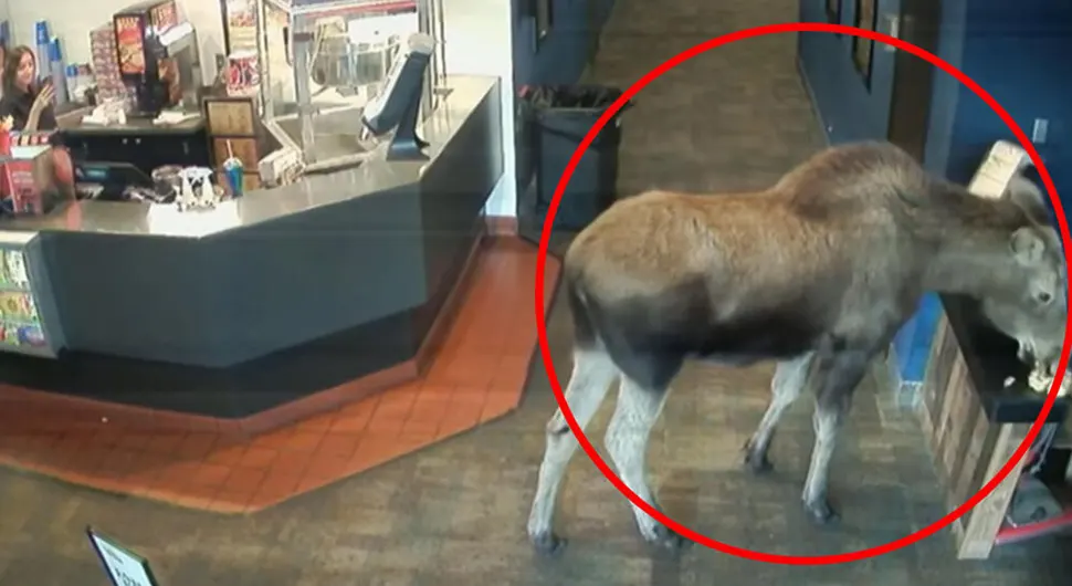 Los uletio u bioskop i pojeo kokice (VIDEO)