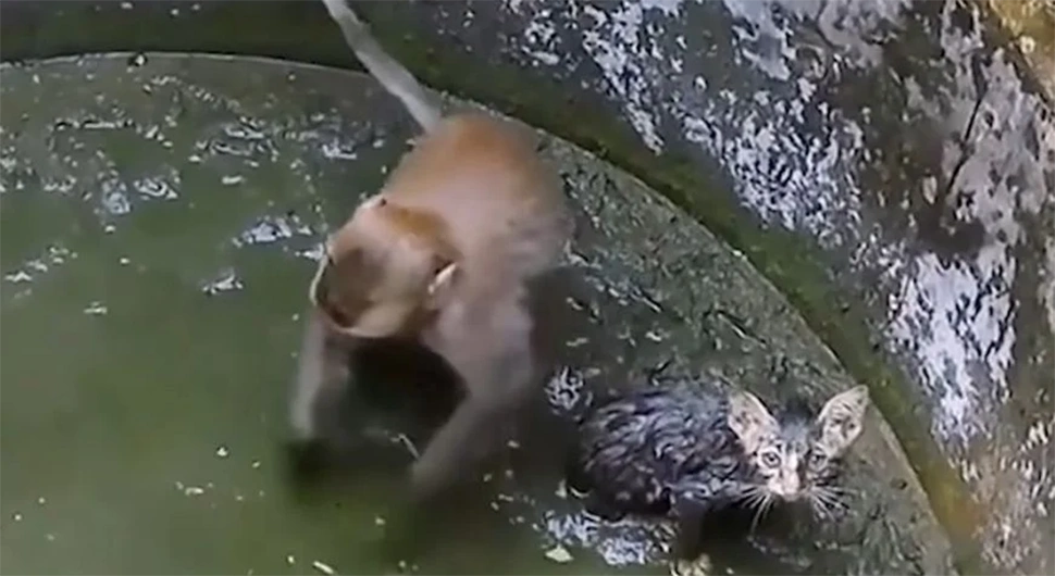 Objavljen emotivni video majmuna koji spašava malo mače