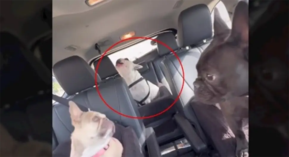 Pas na urnebesan način pokazuje nezadovoljstvo što ne sjedi na prvom sjedištu