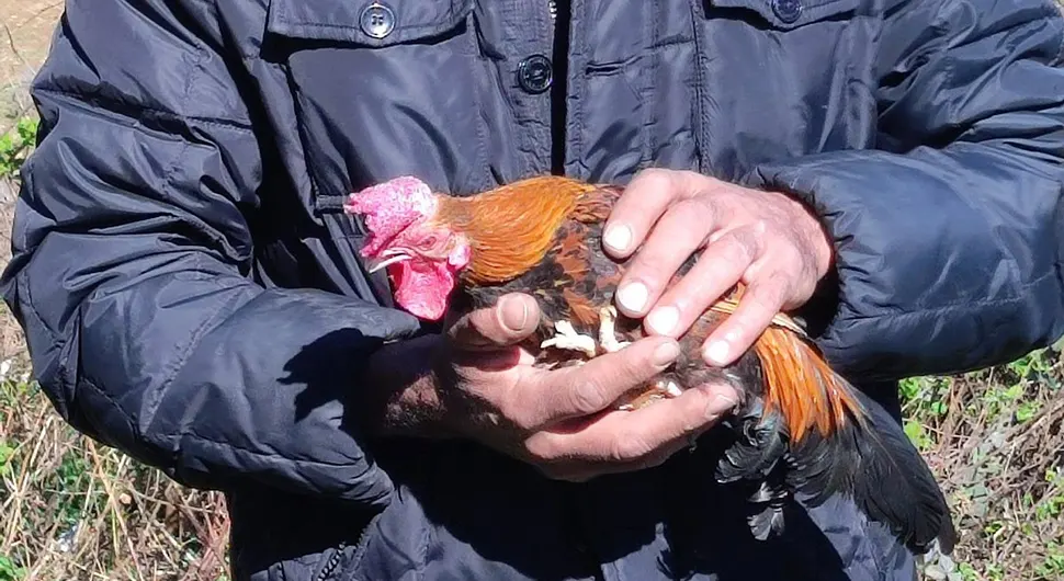 Sitan, ali ubojit, naskakao i na ćurke: Bašo je najstariji pijetao na svijetu?
