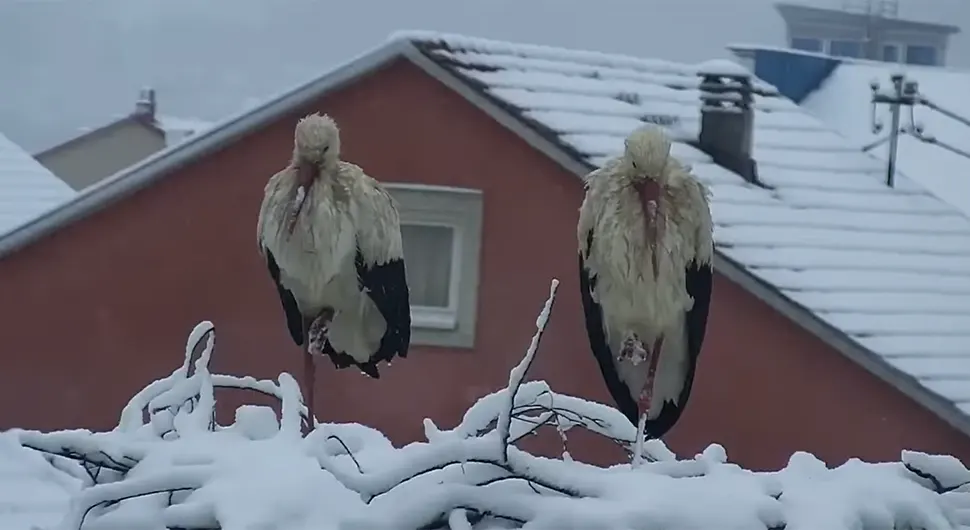 Rode poranile u naše krajeve, iznenadio ih snijeg - VIDEO