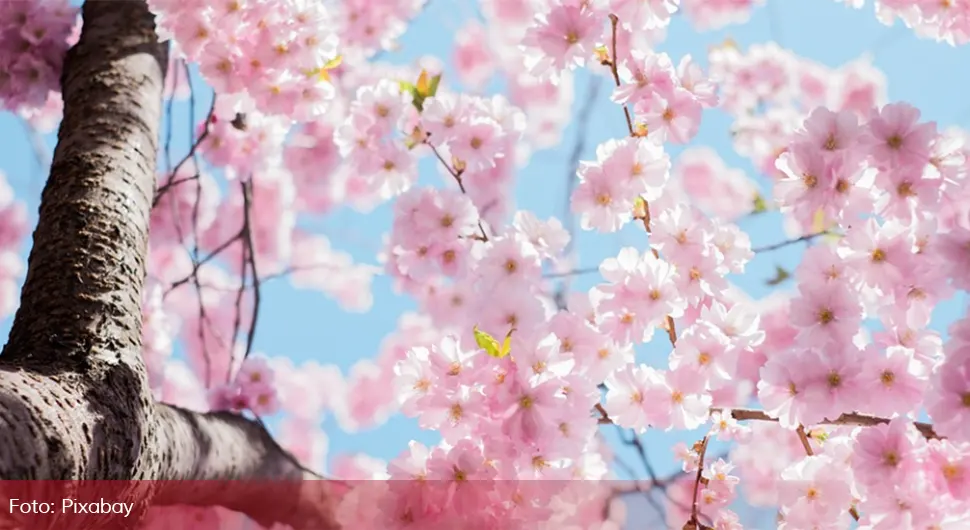 Znate li šta je "sakura" - simbol proljeća