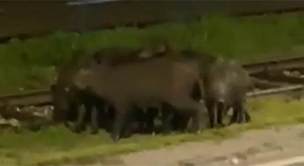 Krdo divljih svinja u sarajevskom naselju blokiralo saobraćaj