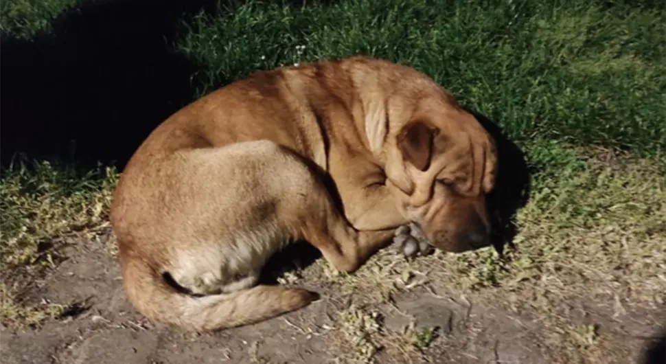 Prizor koji slama srce: Ovo je najtužniji pas u parku koji već dugo čeka na usvajanje