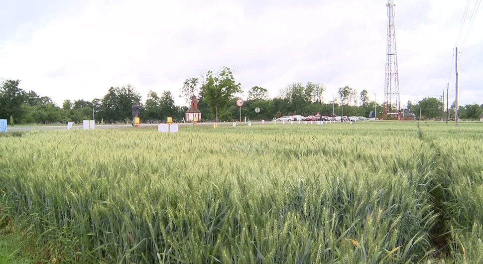 Cijena pšenice 30-35 pfeninga po kilogramu