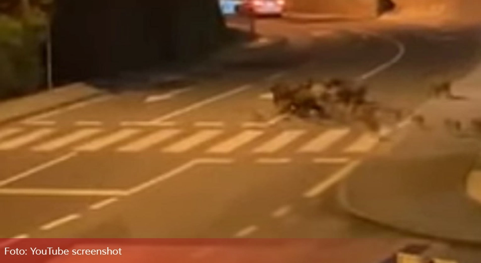 Krdo divljih svinja na ulicama kod Opatije