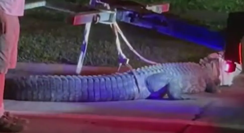 Aligator iznenadio sve u predgrađu Hjustona