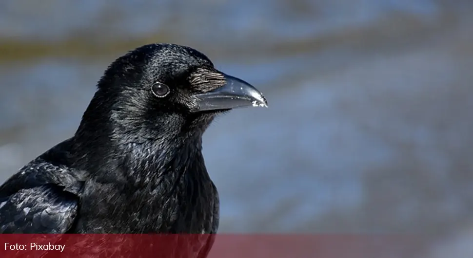 Вране масовно нападају људе, стручњаци објашњавају шта се дешава